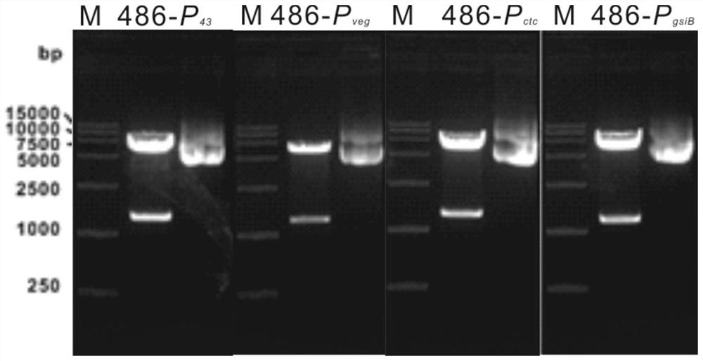 Recombinant bacterium for fermentation production of purine nucleoside as well as construction method and application thereof