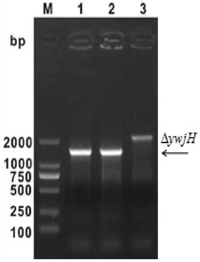 Recombinant bacterium for fermentation production of purine nucleoside as well as construction method and application thereof