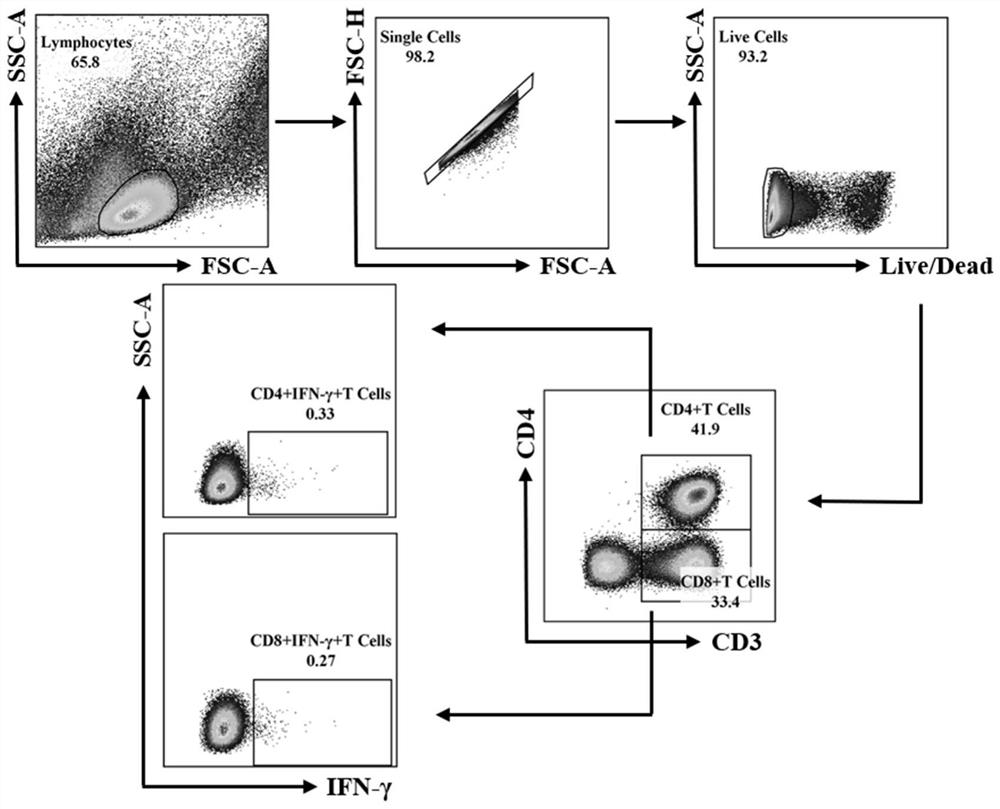 Specific T cell epitope peptide P38 screened from novel coronavirus S protein whole proteome and application thereof