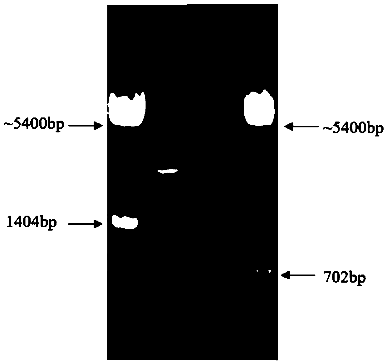 Heavy chain and light chain variable region for resisting to canine parvovirus antibody and gene engineering antibody