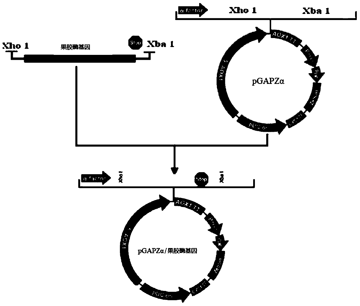 Recombinant pectinase, gene thereof, recombinant vector, preparation method and application