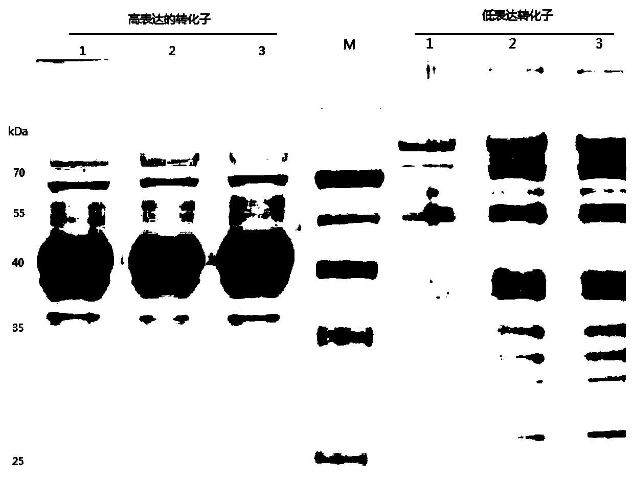 Recombinant pectinase, gene thereof, recombinant vector, preparation method and application