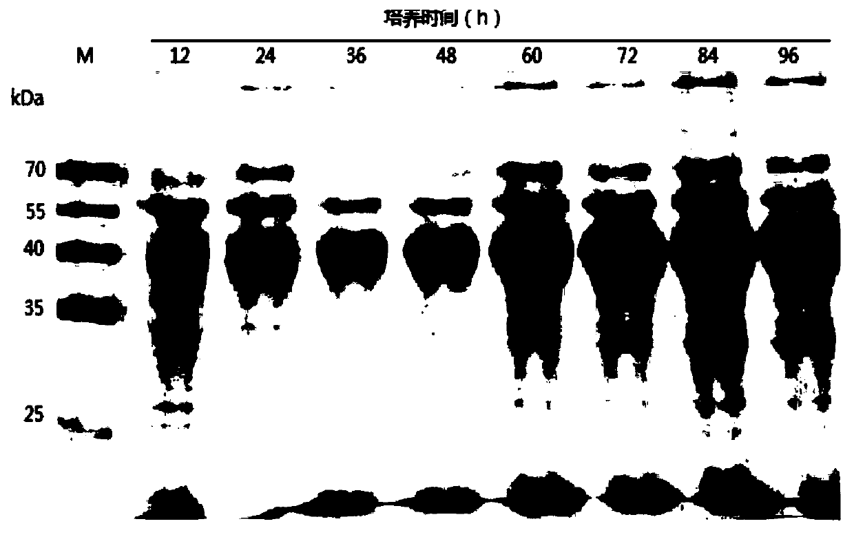 Recombinant pectinase, gene thereof, recombinant vector, preparation method and application