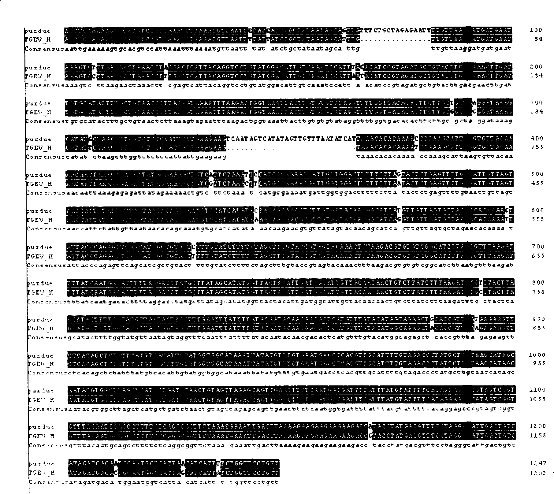 Pig transmissible gastroenteritis virus vaccine strain and application thereof