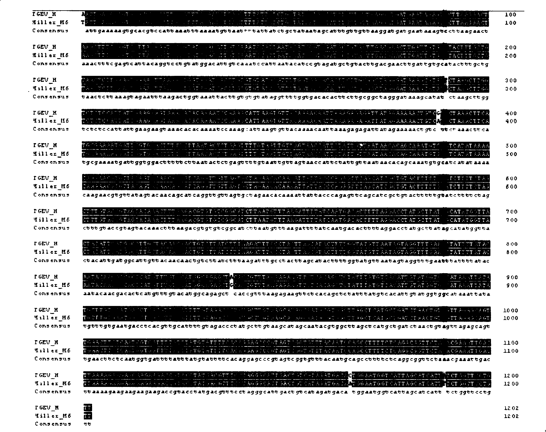 Pig transmissible gastroenteritis virus vaccine strain and application thereof