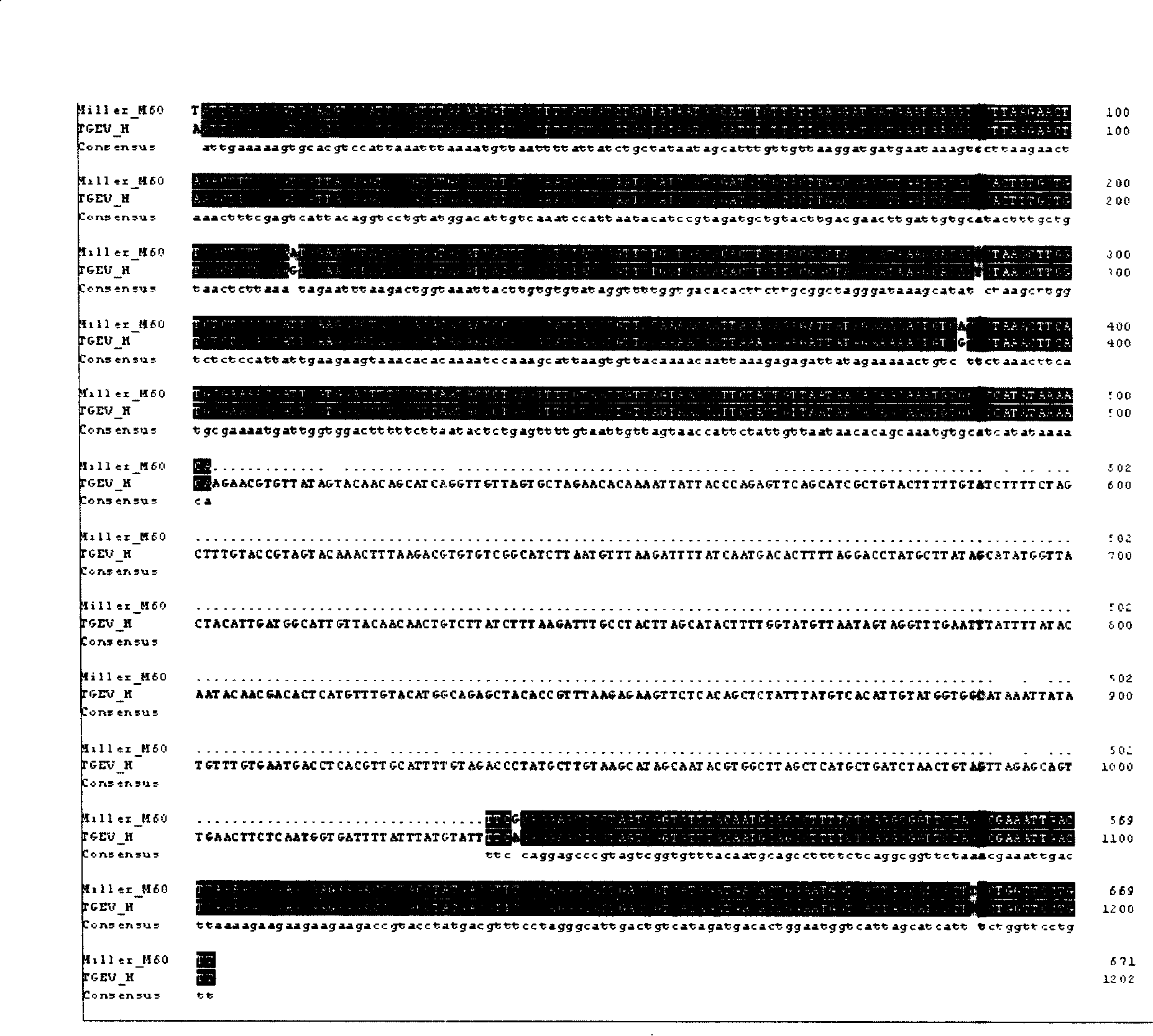 Pig transmissible gastroenteritis virus vaccine strain and application thereof