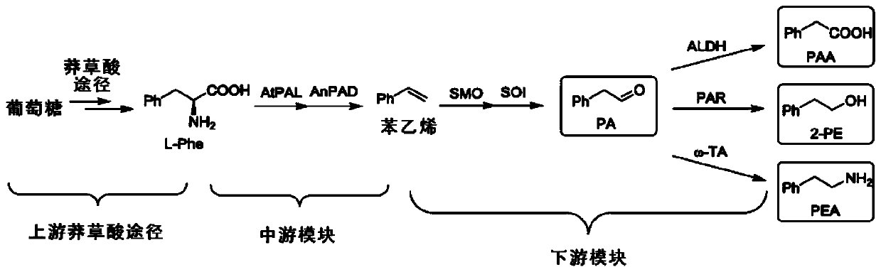 Bioproduction of phenethyl alcohol, aldehyde, acid, amine, and related compounds