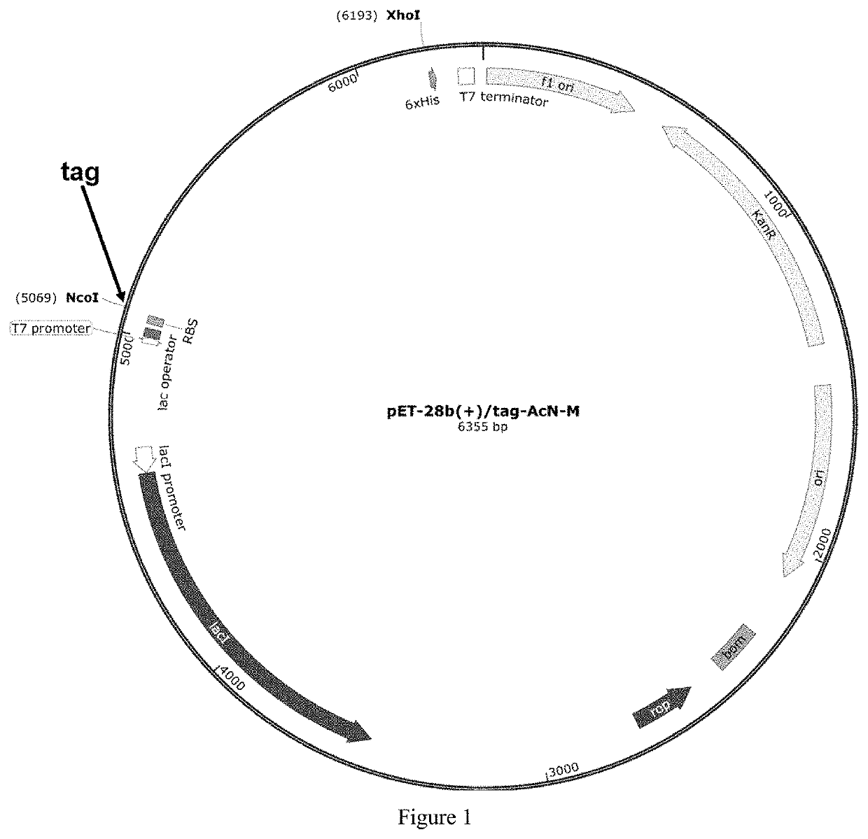 Polypeptide tag, highly soluble recombinant nitrilase and application thereof in synthesis of pharmaceutical chemicals