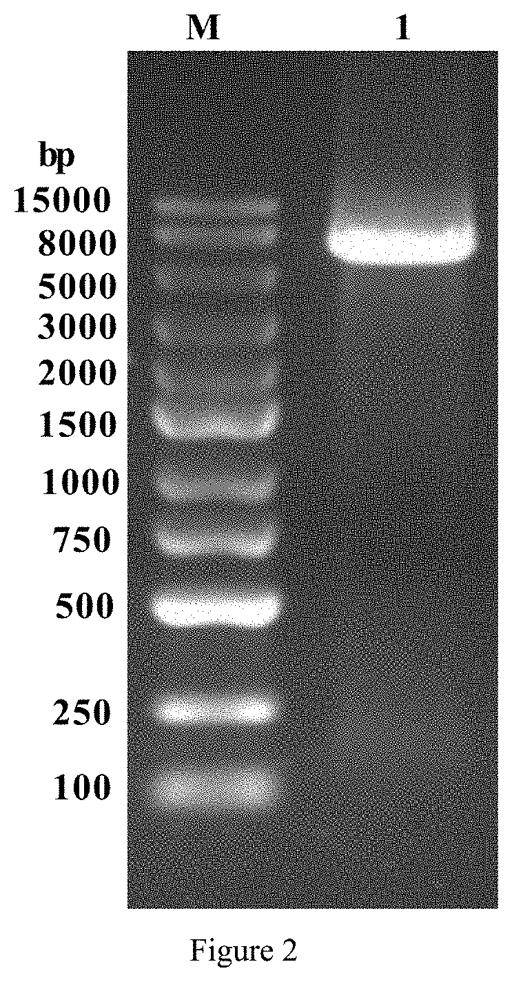 Polypeptide tag, highly soluble recombinant nitrilase and application thereof in synthesis of pharmaceutical chemicals