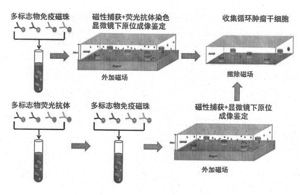 Circulating tumor stem cell detection kit based on magnetic beads and microfluidic chip