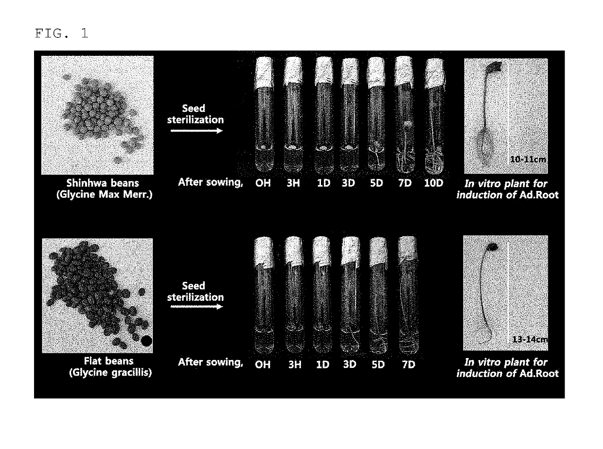 Culturing method for cultured leguminous roots having increased coumestrol content