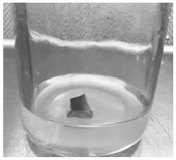 Method for breeding pittosporum tobira seedlings based on tissue culture technology