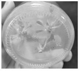 Method for breeding pittosporum tobira seedlings based on tissue culture technology