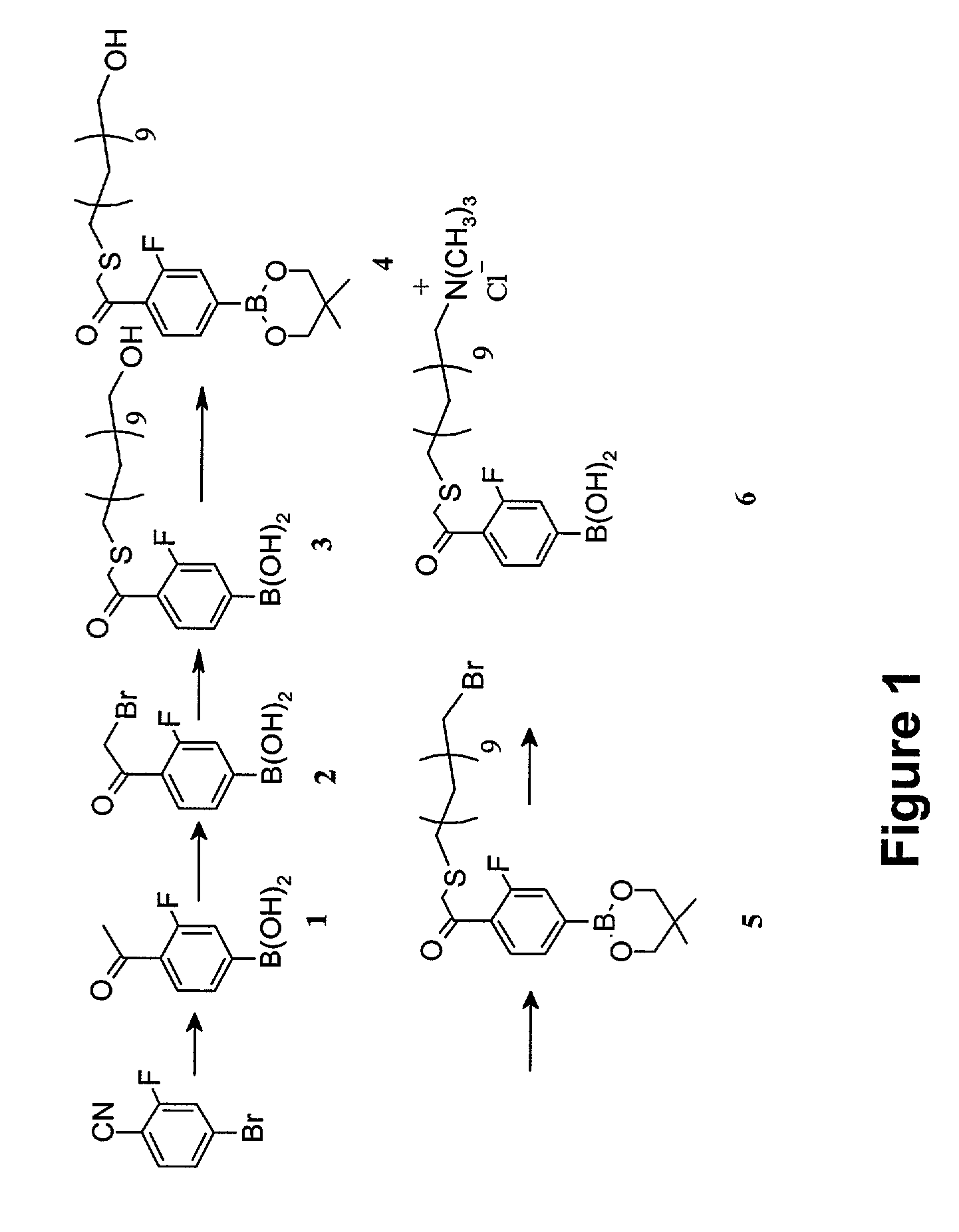 Aryl boronate functionalized polymers for treating obesity