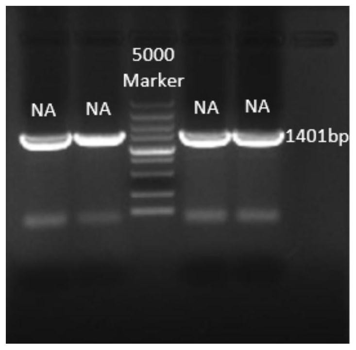 A replication-deficient recombinant influenza virus expressing both HA and hef