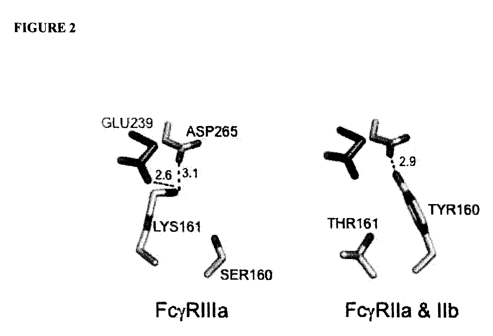 Antibodies with enhanced or suppressed effector function