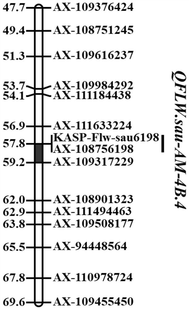 Kasp-flw-sau6198 Molecular Marker Linked to the Major QTL of Wheat Flag Leaf Width and Its Application