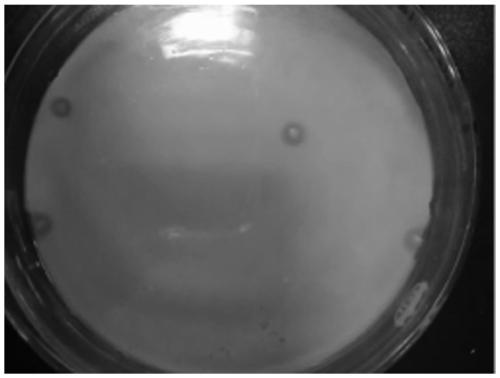 Ethanol-tolerant acetic acid bacteria and application thereof