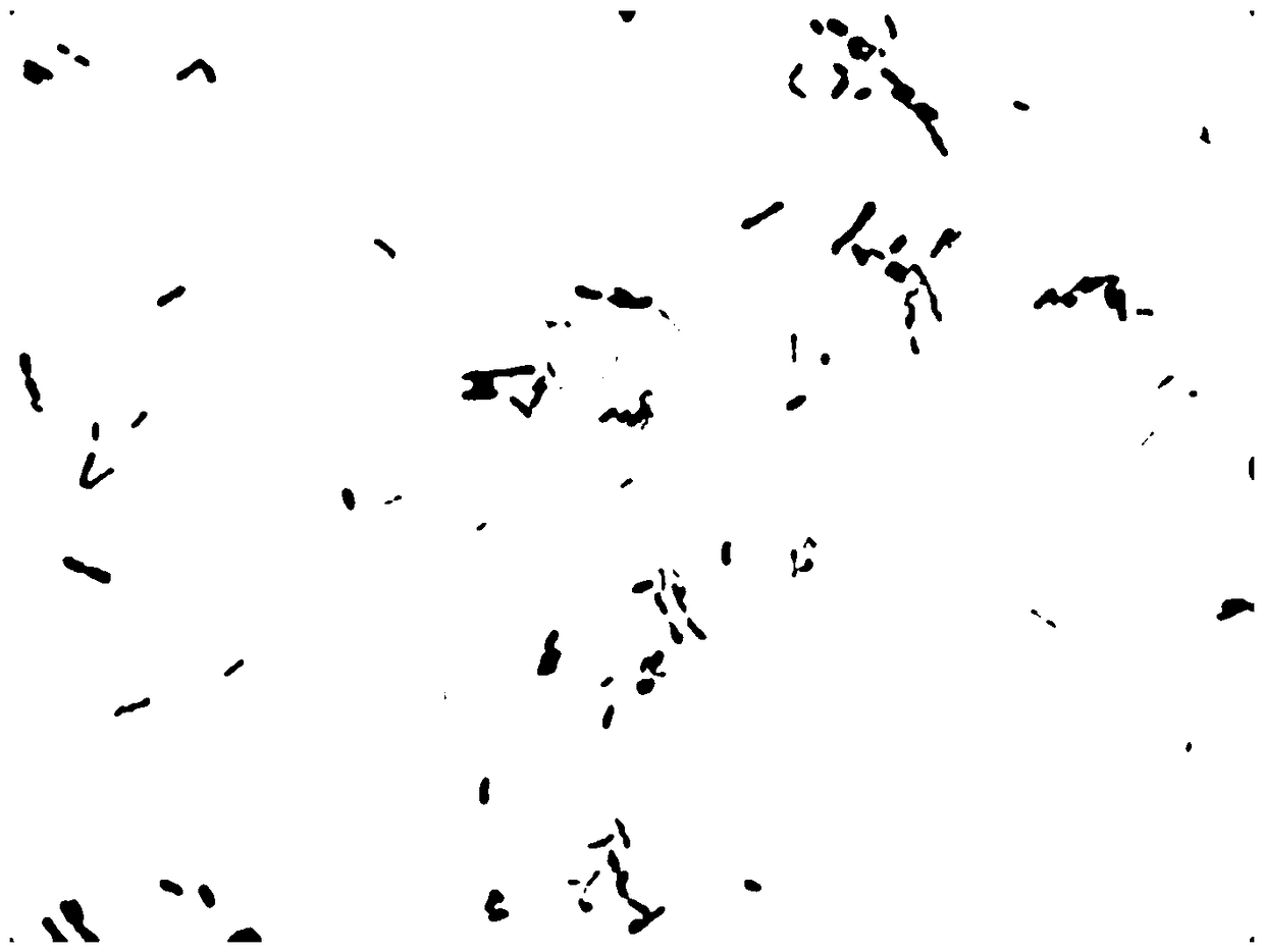 Ethanol-tolerant acetic acid bacteria and application thereof