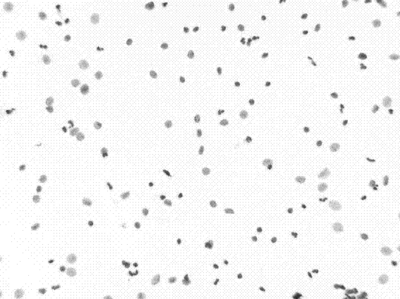 Cell nucleus DNA (Deoxyribose Nucleic Acid) staining method