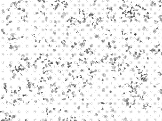 Cell nucleus DNA (Deoxyribose Nucleic Acid) staining method