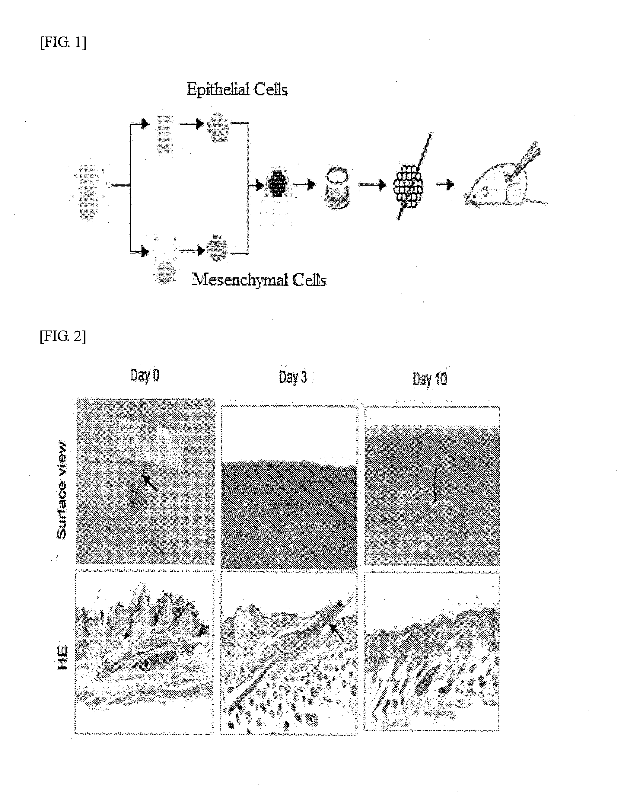 Method for producing regenerative organ primordium provided with guide for transplantation, composition containing regenerative organ primordium provided with guide for transplantation produced thereby, and method for trnsplanting regenerative organ primordium provided with guide for transplantation