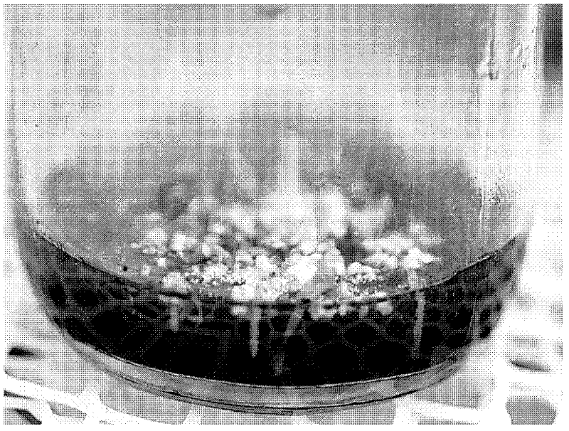 Supersonic wave wall breaking culture method for Chinese terrestrial orchid progenitor cell embryo