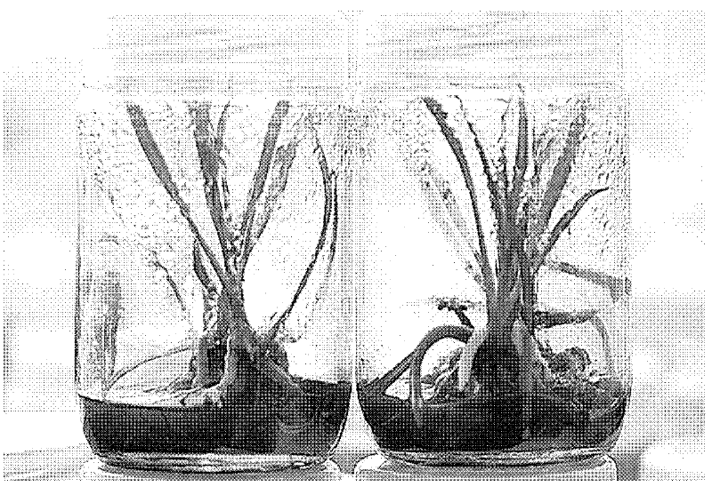 Supersonic wave wall breaking culture method for Chinese terrestrial orchid progenitor cell embryo