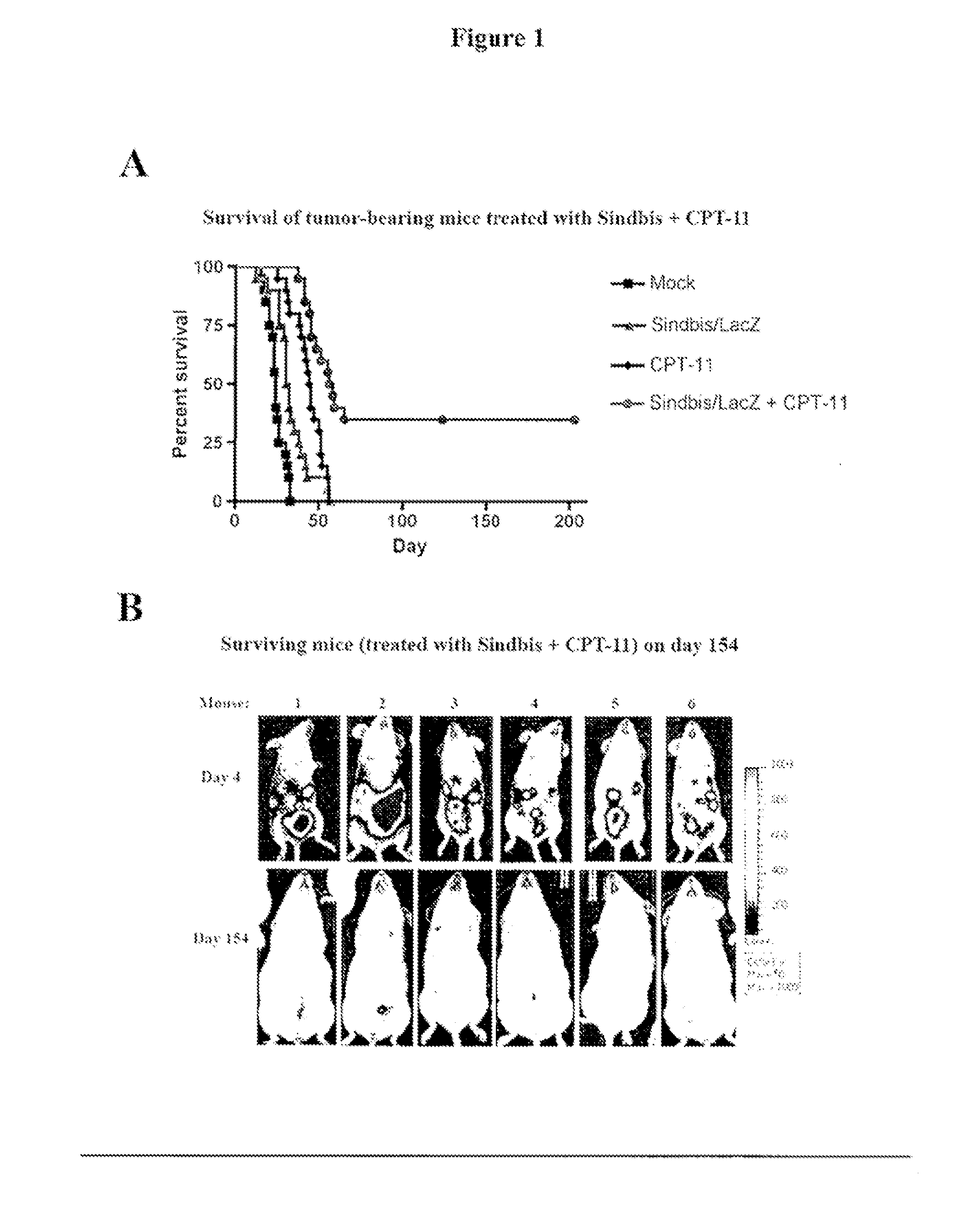 Tumor therapy with antitumor agents in combination with sindbis virus-based vectors