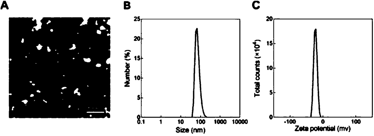 Multi-functional stealth nanoparticle co-loaded with VP and AQ4N and modified by cRGDfK polypeptide and application thereof