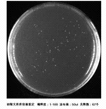 Method for high-flux rapidly cloning of rape draught-resistant gene