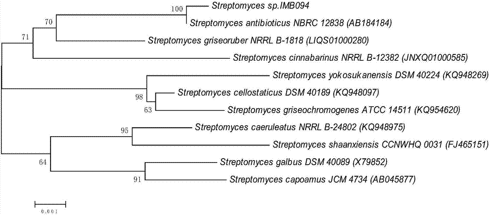 Novel actinomycin A and preparation method and application thereof