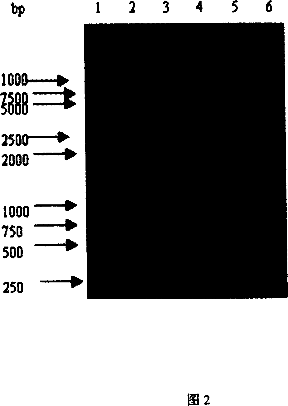 Interfusion protein of antineoplastic genetic engineering composed of target short peptide of receptor of epidermal growth factor and Lidamycin