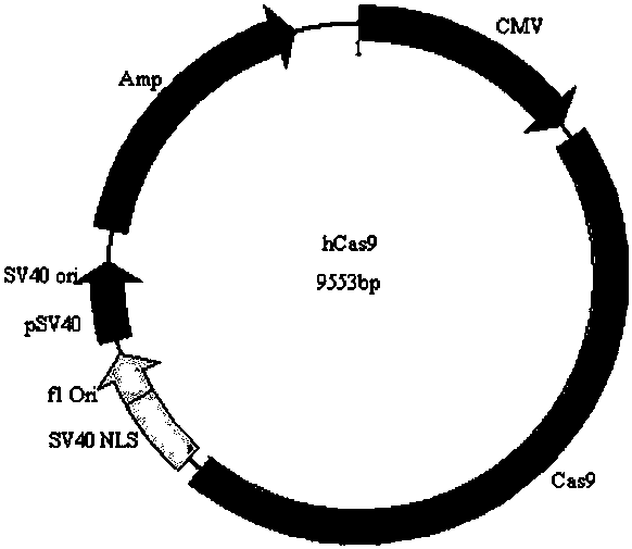 CRISPR-Cas9 system-mediated knockout method for mouse FGF5 (Fibroblast Growth Factor 5) gene