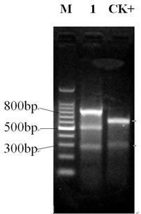 CRISPR-Cas9 system-mediated knockout method for mouse FGF5 (Fibroblast Growth Factor 5) gene