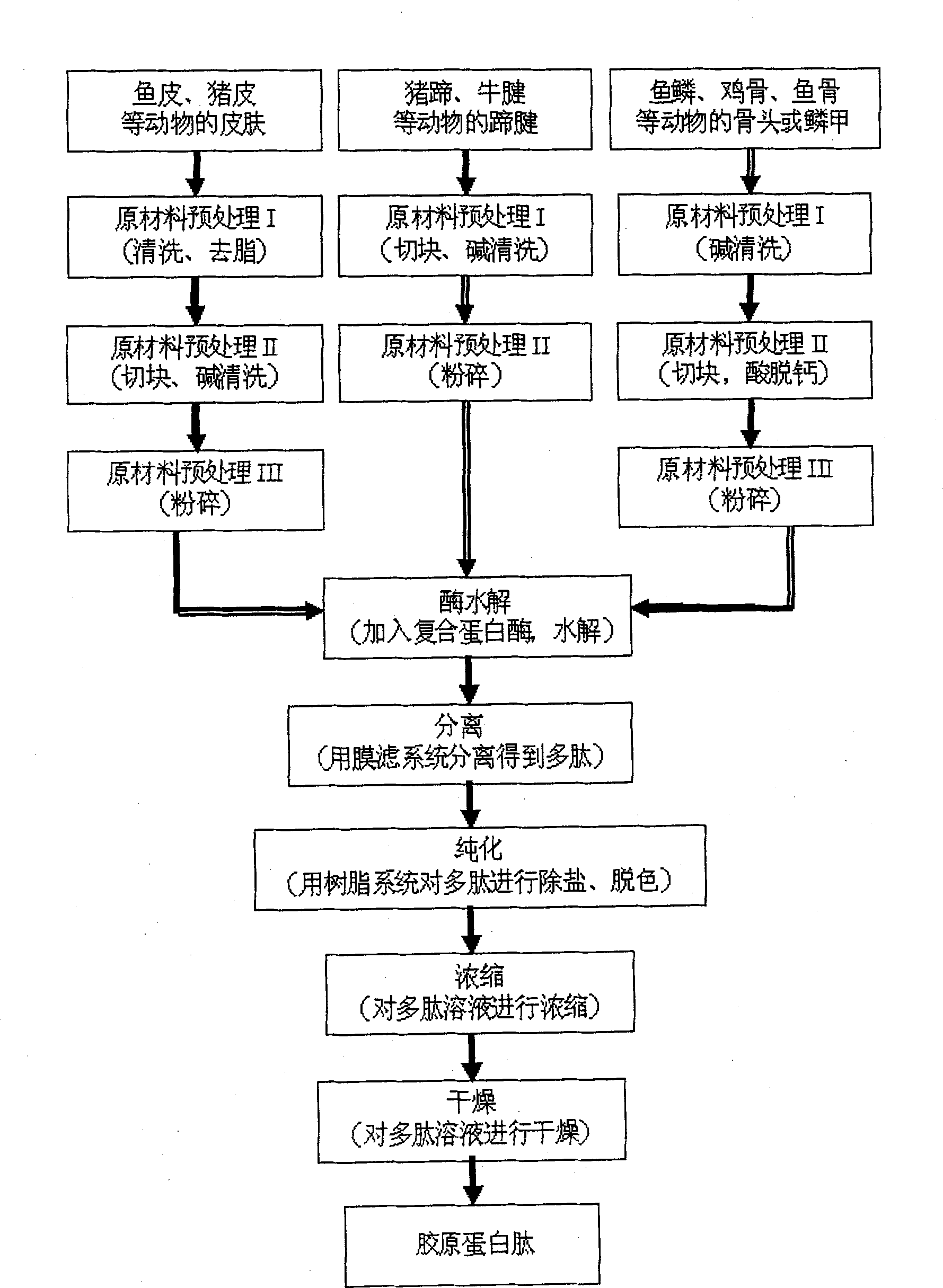 Collagen polypeptide, preparation method and application thereof