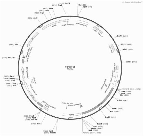 TGF-beta3 mesenchymal stem cell exosome and preparation method and application thereof