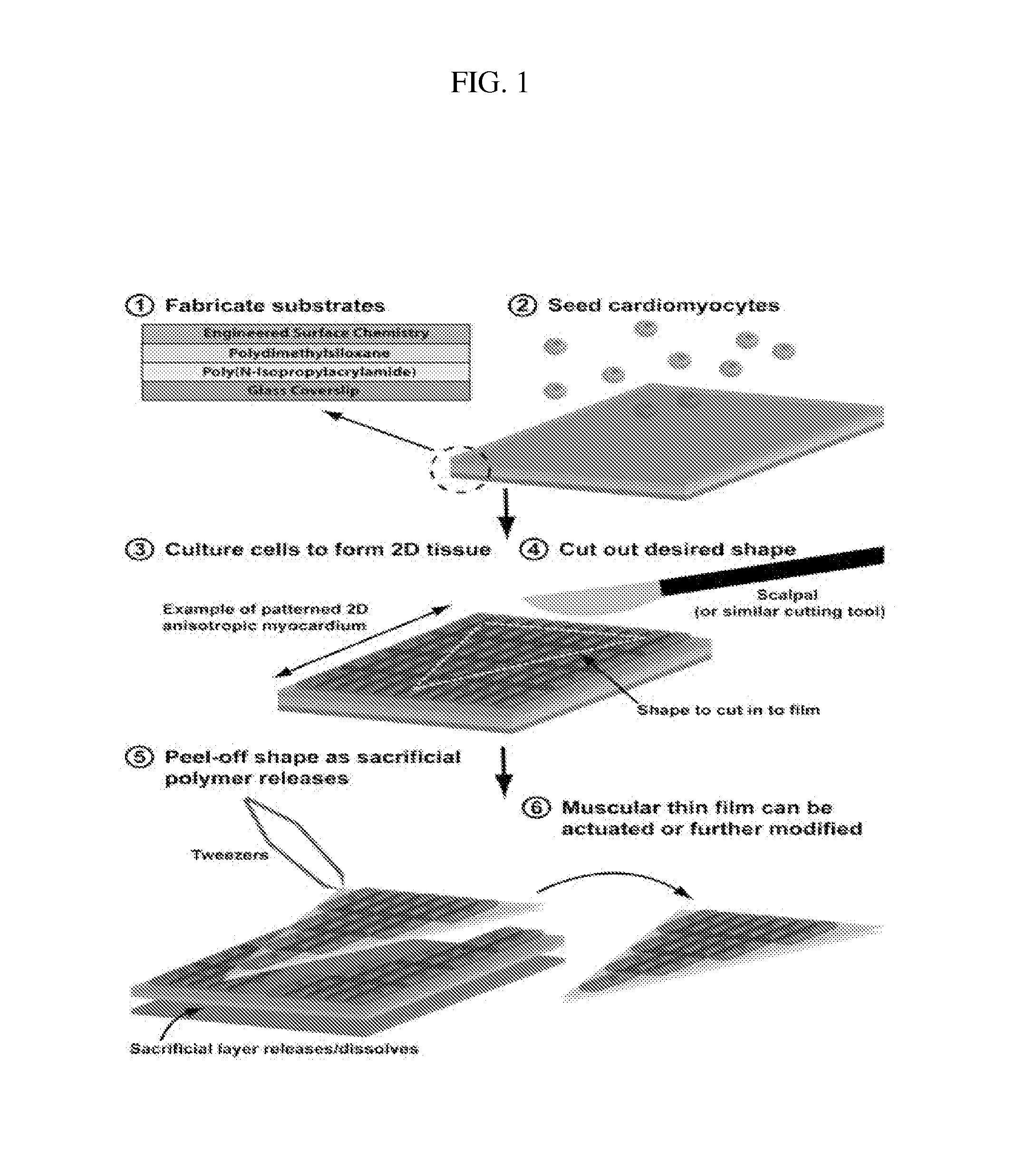 Anisotropic biological pacemakers and av bypasses