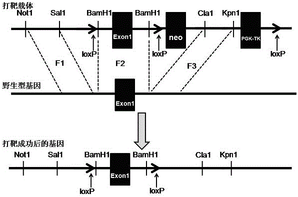 Construction method and application of dcf1-knocked-out mouse model