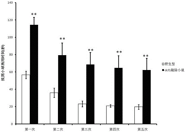 Construction method and application of dcf1-knocked-out mouse model