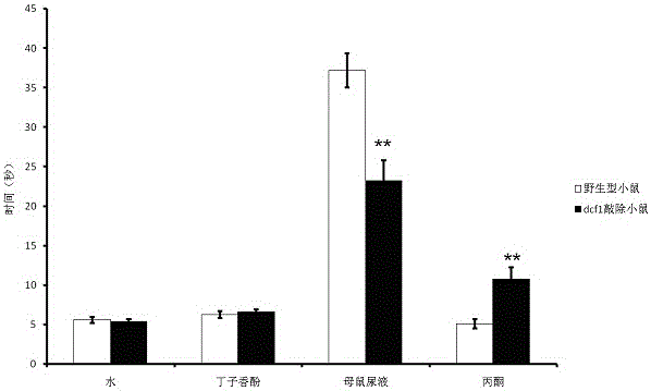 Construction method and application of dcf1-knocked-out mouse model