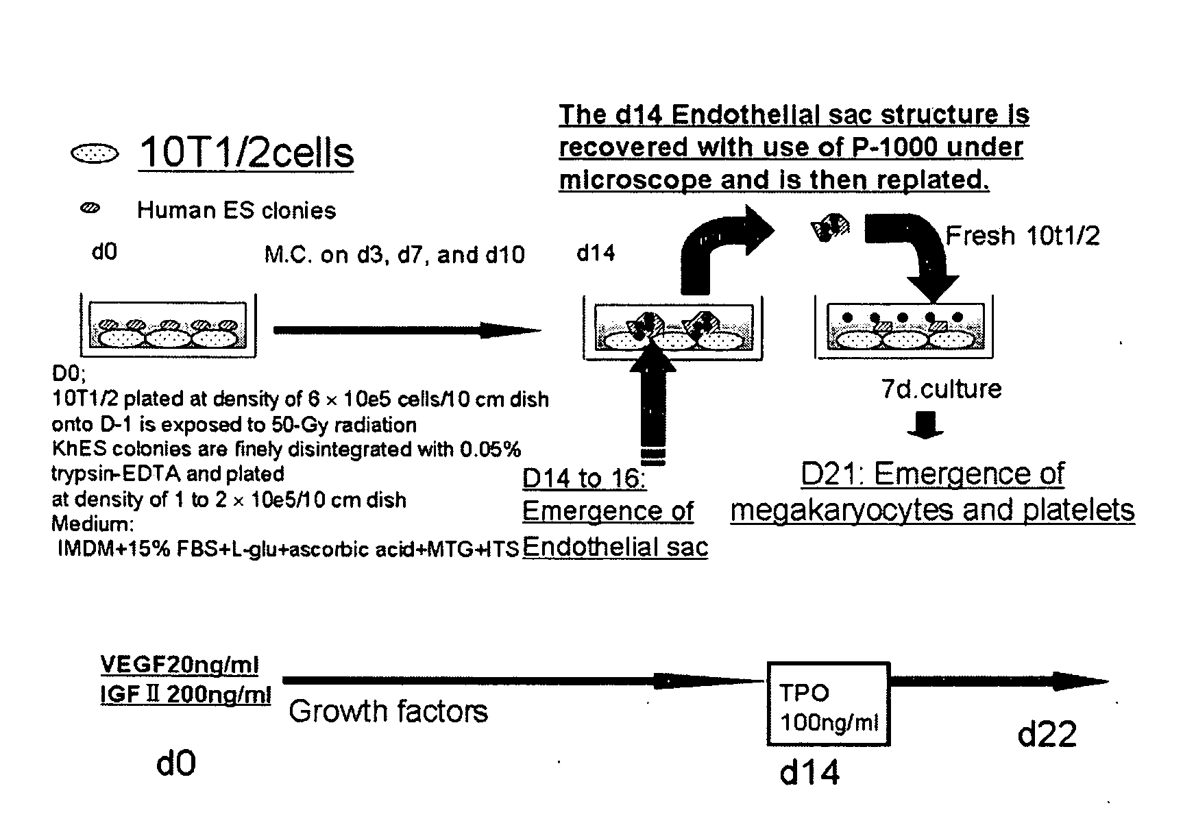 Structure enclosing hematopoietic progenitor cells from ES cells and method for preparing blood cells using the same