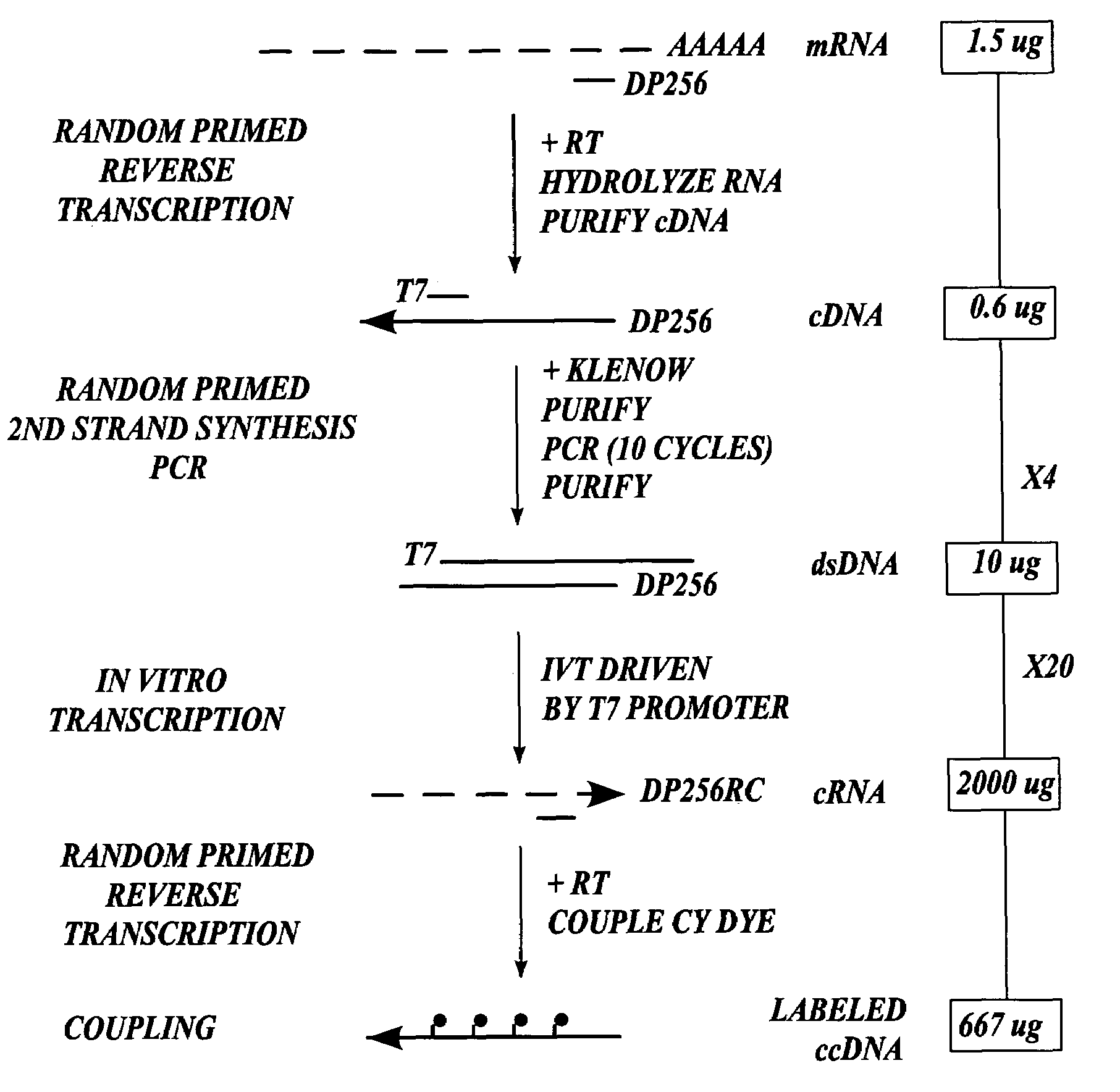 Methods for preparing nucleic acid samples useful for screening dna arrays