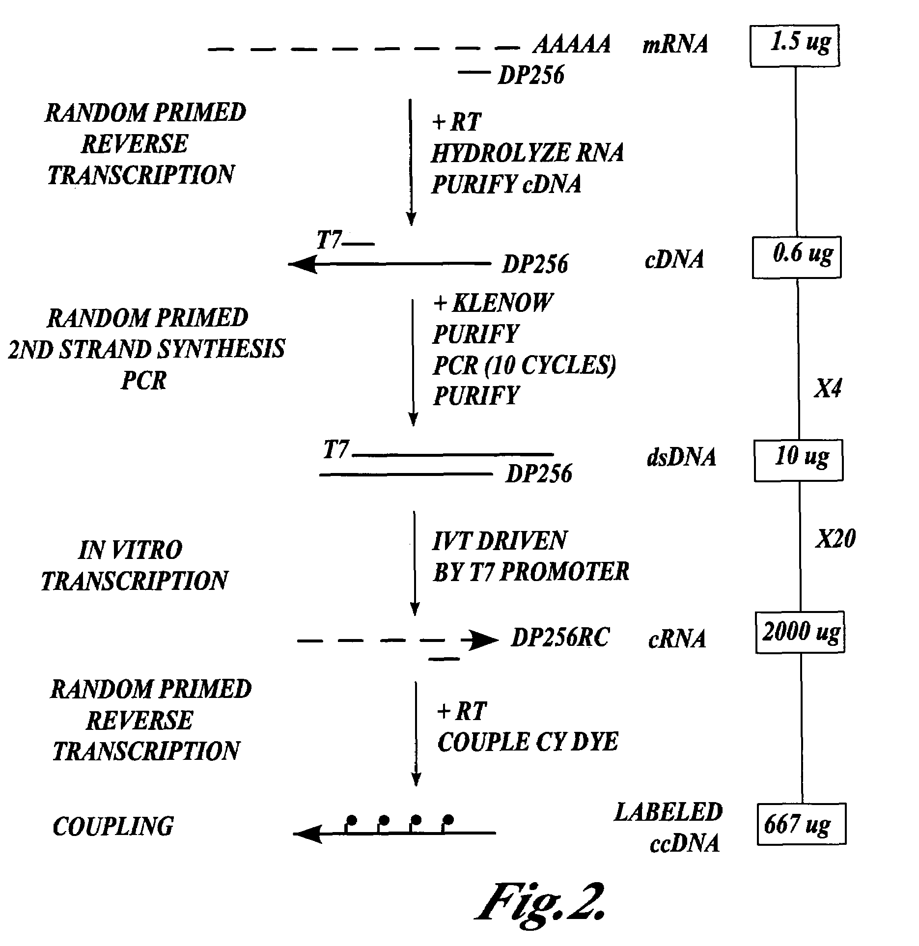 Methods for preparing nucleic acid samples useful for screening dna arrays