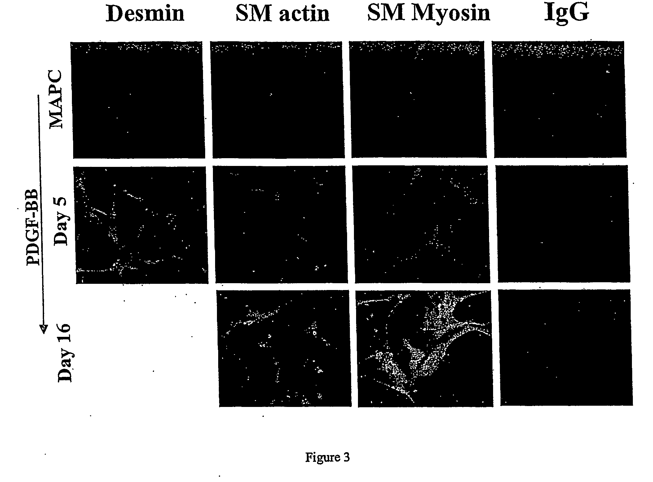 Engineered blood vessels