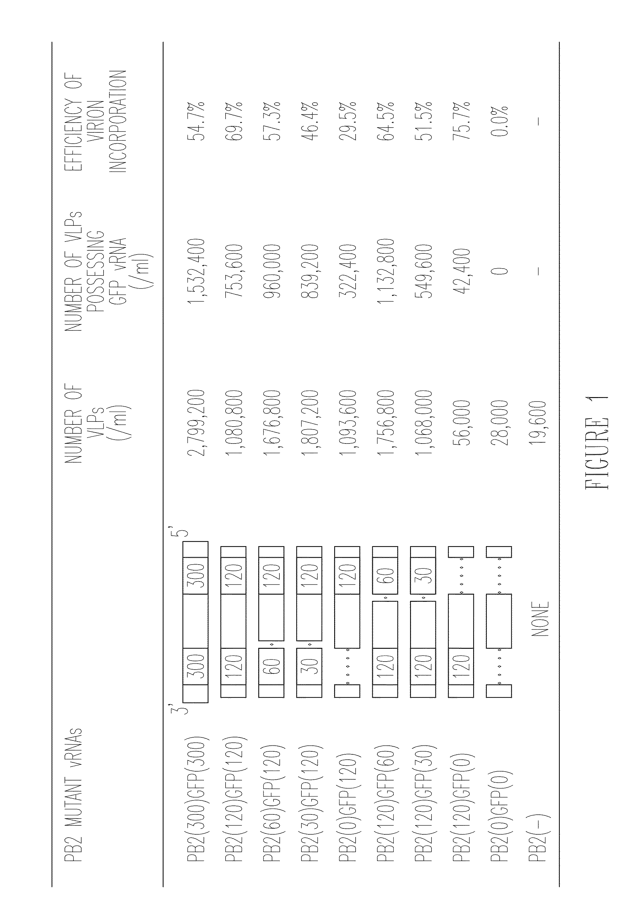 Influenza viruses with mutant PB2 gene segment as live attenuated vaccines