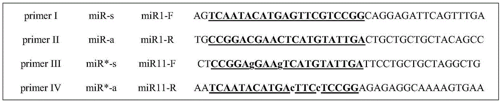 Using amRNAs to obtain a safe and alternative way to kill transgenic rice