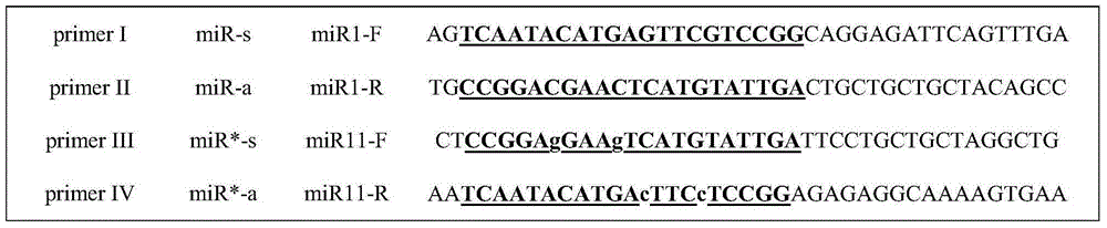 Using amRNAs to obtain a safe and alternative way to kill transgenic rice