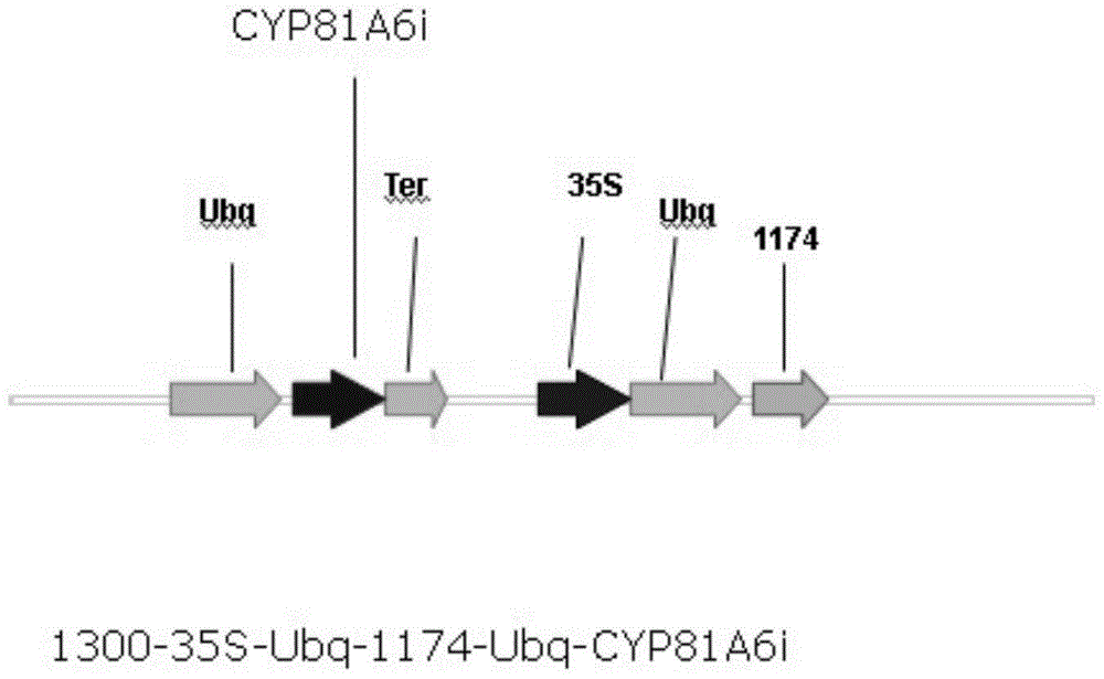 Using amRNAs to obtain a safe and alternative way to kill transgenic rice