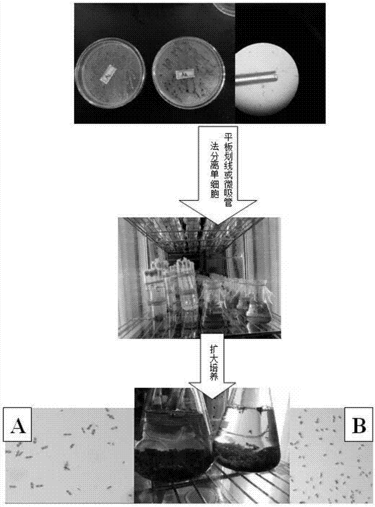 Benthic diatom culture method